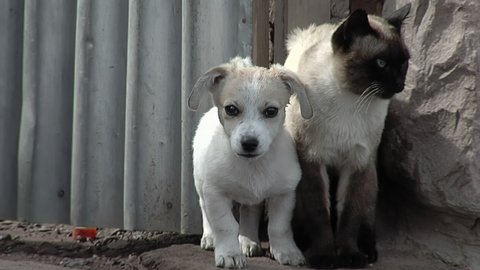 Little Dog and Siamese Cat Playing Together Outdoors. Close Up.