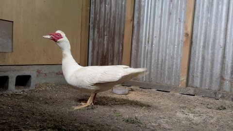 Profile of male domestic white Muscovy duck wagging tail anding head