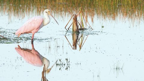 roseate spoonbill in morning light on calm still water with mirrored reflection