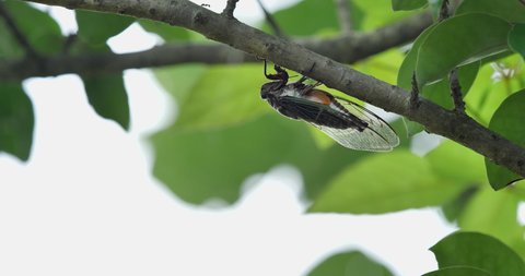 Video footage of the cicadas buzzing hard.
It is a variety called "Kuma Zemi".
Singing loudly to call the female.
Audio is recorded with a gun microphone.