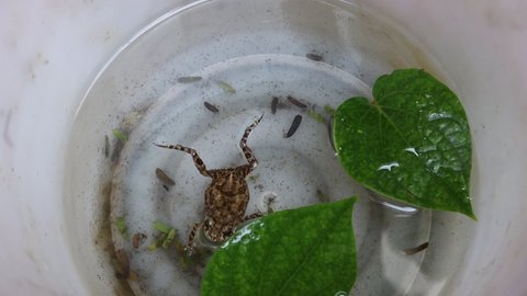 Small frog is swimming with green leaves floating in pink plastic tank closeup.
