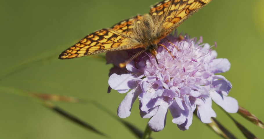 The marsh fritillary (Euphydryas aurinia) on the flowers on the grassland Royalty-Free Stock Footage #1070141713