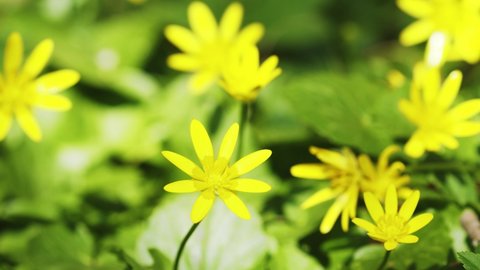 Close-up view of the lesser celandine or pilewort flowers