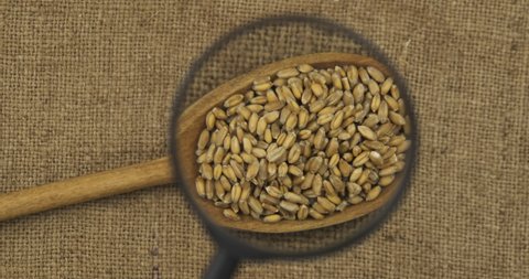 Rotation of a spoon with wheat grain through a magnifying glass. Examining grain through a magnifying glass. Top view. Grain background