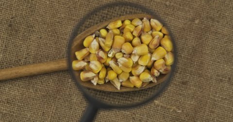 Rotation of a spoon with corn grain through a magnifying glass. Examining grain through a magnifying glass. Top view. Grain background