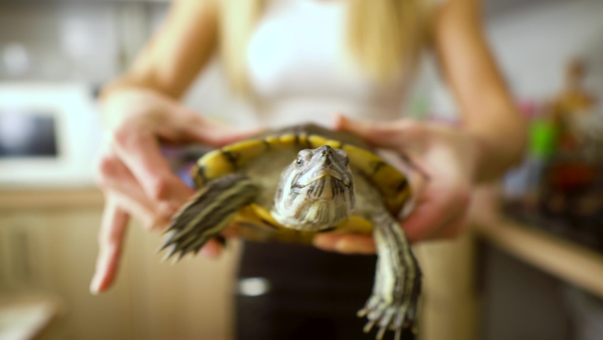 Women's vet on outstretched arms holding red-eared turtle. | Shutterstock HD Video #1070150488