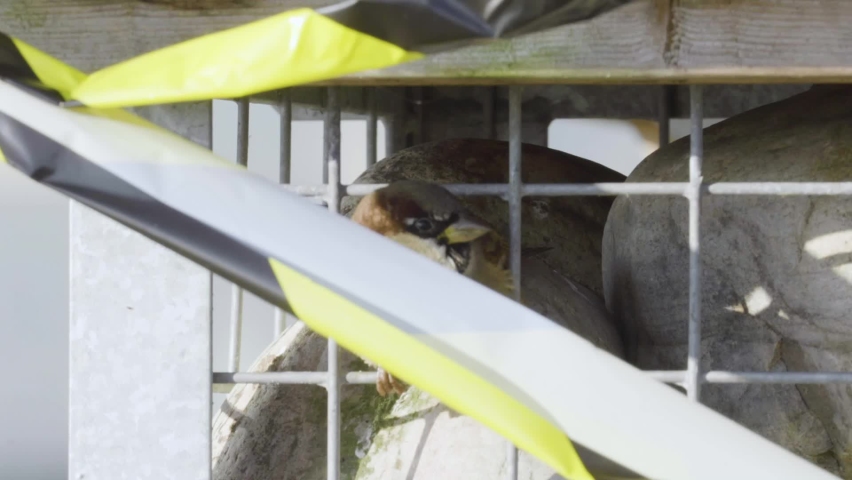 House sparrow behing yellow tape. Urban