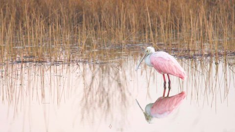 roseate spoonbill in calm still water with mirrored reflection