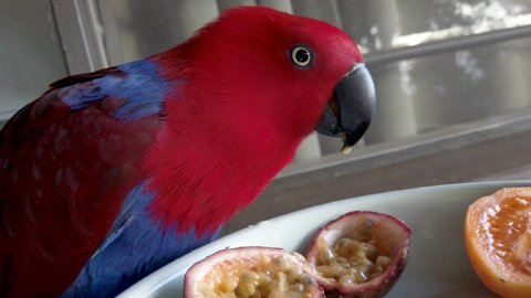 Female eclectus parrot eats tropical fruit, red and blue eclectus roratus