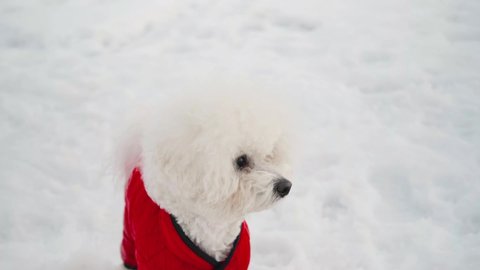 A Bichon Frize dog in a red jumpsuit walks in winter. Close-up portrait. Pet walking concept.