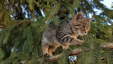 A timid little cat in a tree and afraid to come down