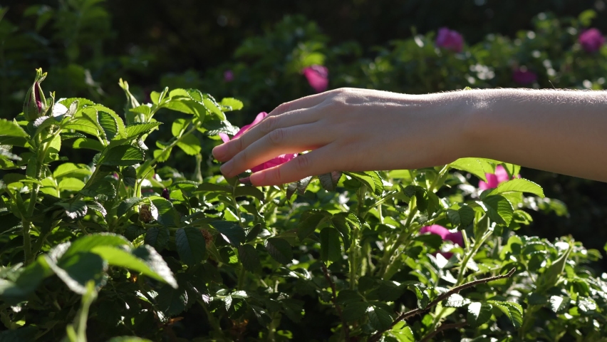 Close-up of a female hand touching pink flowers rose hips on a green bush on a bright sunny day, slow motion. Royalty-Free Stock Footage #1070164294