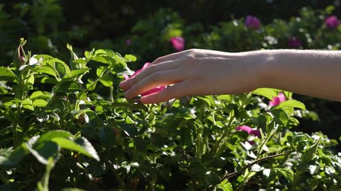 Close-up of a female hand touching pink flowers rose hips on a green bush on a bright sunny day, slow motion.