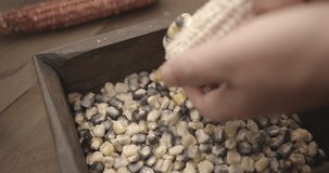 Human hand shelling a harvested Cob of white and purple corn falling in a wooden crate. Close up. Slow motion video