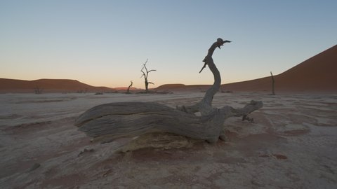 4K gimbal video of Namibia Sossusvlei Desert in sunrise with dead tree, Deadvlei sunrise, red desert sunrise, nice clear blue sky, good weather