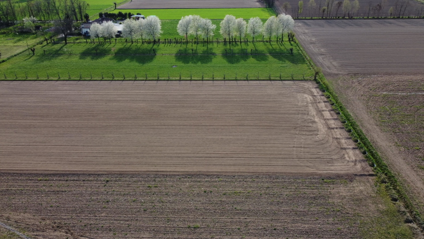 A row of blossom trees captured from above by a flying drone, with the wind blowing through the branches full of white cherry flowers. The shadows of the trees are laying on the green grass field of a