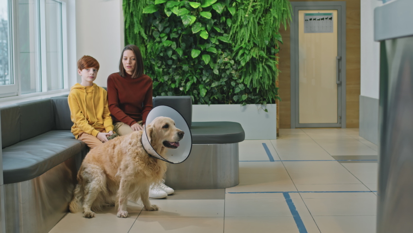 Full shot of professional male veterinarian inviting cute golden retriever dog wearing e-collar and its owners to enter his doctor office for appointment