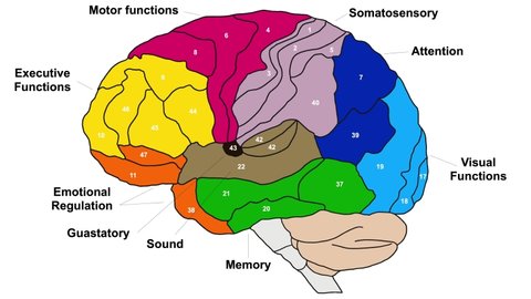 Brain Brodmann area region of the cerebral cortex wit number and descriptions one by one 