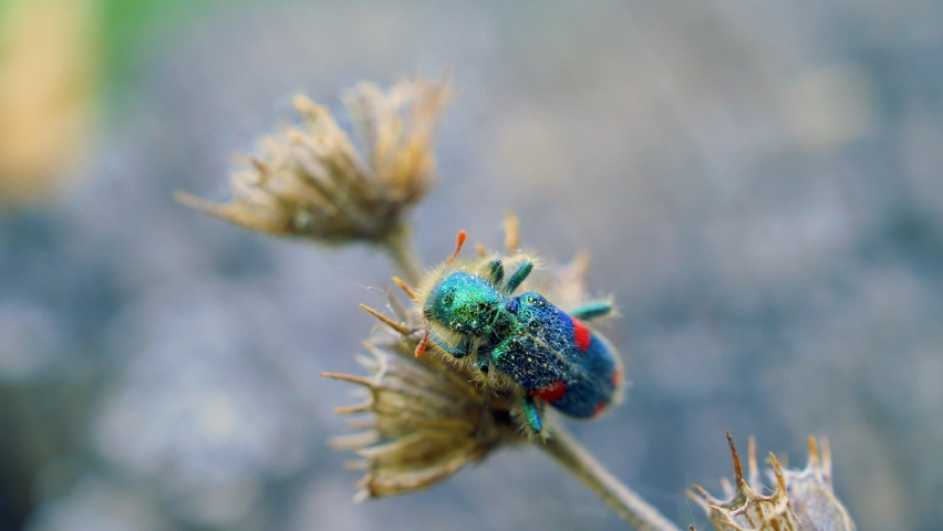 beetle species of checkered beetles (Trichodes quadriguttatus) sitting on plant
