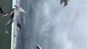 Vertical video about the sea. Many large seagulls flying close by are asking for food. A woman's hand is seen throwing food to the birds. Entertainment for tourists is to feed the seagulls. Sea birds.