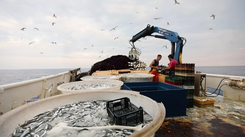 ROVINJ, CROATIA - JULY 04 2018: Image of fisherman sorting sardines at boat, Adriatic sea, Croatia.