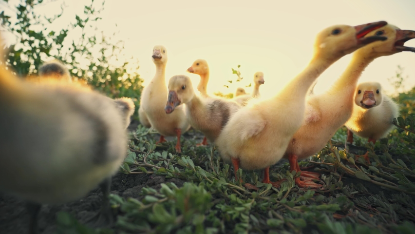 Goslings nibble the grass on the green lawn. Poultry in the backyard. Cubs of geese in the pasture in the rays of the rising sun. Poultry keeping. Goose breeding farm. Farming.	