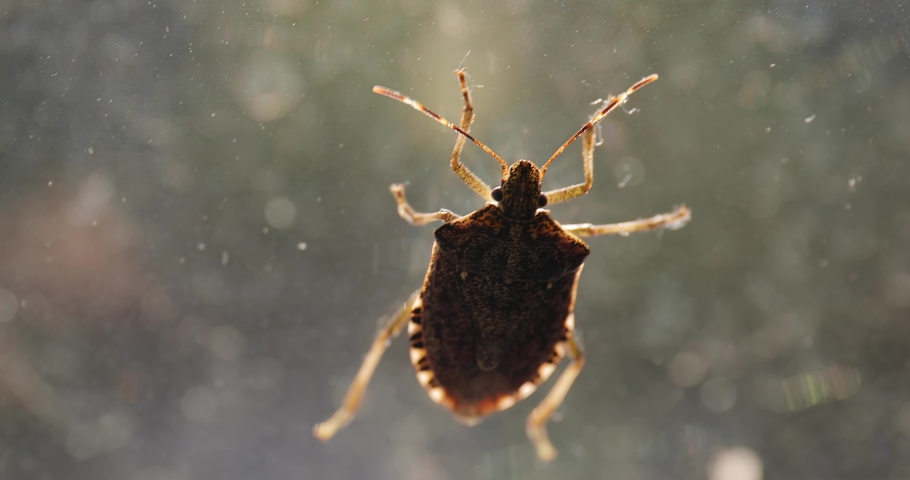 Stink bug on a window glass surface in sunlight, struggling to crawl