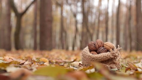 A squirrel takes a walnut from a small bag. Animal, rodent, fauna, food, nature, knitted bag, feed