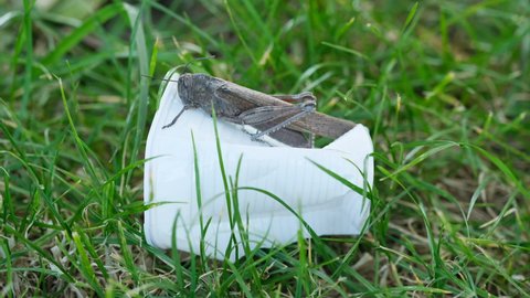 Wild locust living on discarded plastic glass garbage,animal habitat pollution