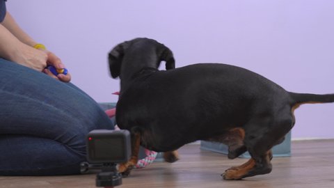 Female handler teaches dachshund new trick with clicker and treat as form of positive reinforcement dog training, but pet does not immediately understand what she wants. Animal indulges during lesson.
