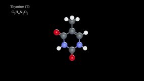 Thymine (pyrimidine nucleobase) 3D molecular structure animation