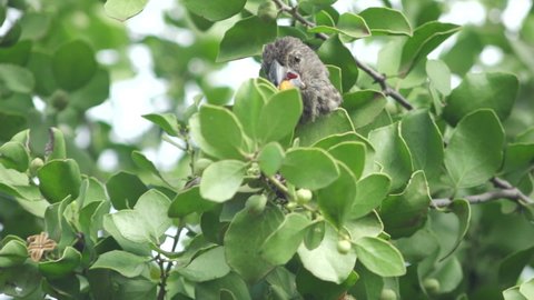 Darwin Finch Chewing on Orange Fruit and Eating Seed Perched in Lush Trees of the Galapagos Islands