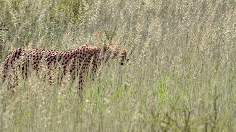 Panning shot of a male Cheetah walking through the long, green grass in the Kgalagadi Transfrontier Park in slow motion.