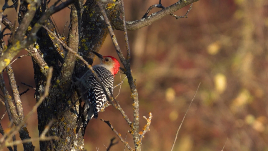 Colorful Male Red Bellied Woodpecker on Tree Branch