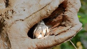 Cute owlet bird in nature wildlife.
Closeup of spotted owlet bird perching in front of the hole nest looking at photographer with big yellow eyes, hd video.