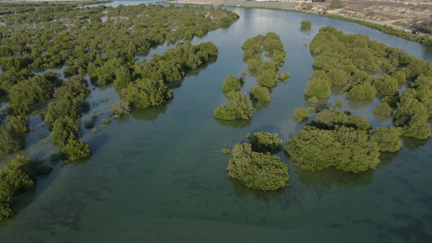 Top view of Umm Al Quwain Mangroves, United Arab Emirates, UAE mangroves. 4k Footage 