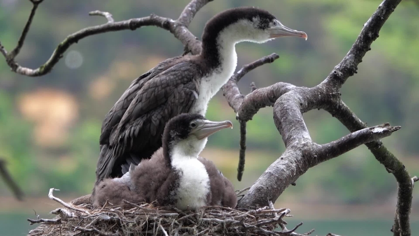 Two fuzzy, cute Pied Shag chicks in nest wait for food to be delivered