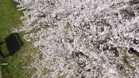 Drone shot of blue sky and dazzling cherry blossoms