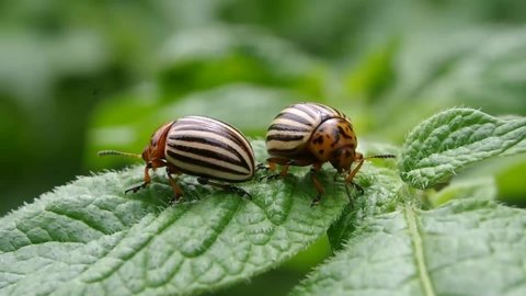 Colorado beetle, in mating. Reproduction of colorado potato beetles close-up in potato leaves. 