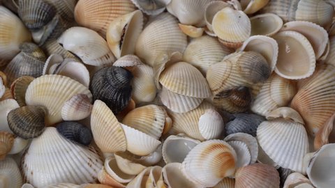 Seashells top view. Shell close-up. Ocean coast. Summer pattern from seashells. 