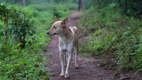Indian dog standing, sniffs and walks away on a path in a countryside on the mountains. Green damp hilly area