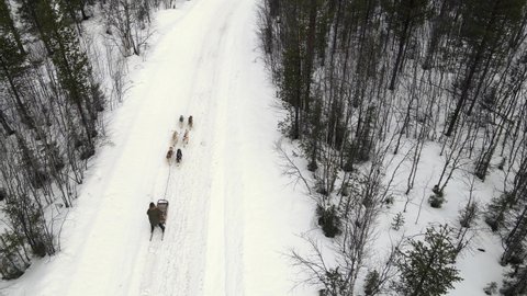 Drone Aerial view of dogsledding handler with team of trained husky dogs mountain pass, husky dog sled riding in winter forest