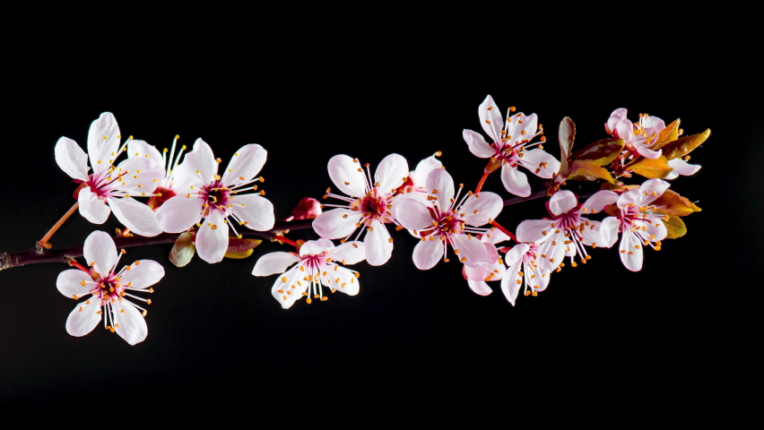 4K Time Lapse of flowering pink Cherry flowers on black background. Spring timelapse of opening Sakura flowers on branches Cherry tree. Royalty-Free Stock Footage #1070227972