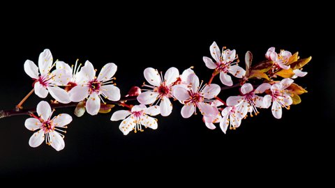 4K Time Lapse of flowering pink Cherry flowers on black background. Spring timelapse of opening Sakura flowers on branches Cherry tree.