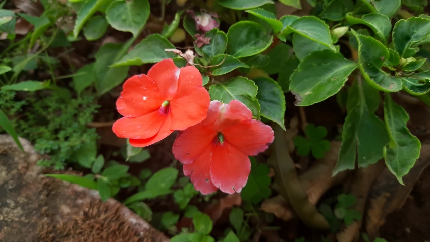 76 Impatiens Walleriana Stock Video Footage - 4K and HD Video Clips |  Shutterstock