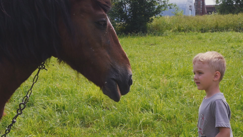 Close up of cute boy looking at a horse and touching her head