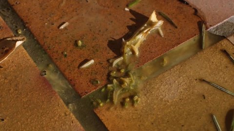 Fly larvae moving everywhere on wet floor. White larvae in different sizes crawling in moisture of a rotting broccoli. Transparent maggot worms with visible organs. Insect life cycle, 4k, fast motion.
