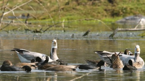 bar headed goose or anser indicus pair and other dabbling ducks or wader birds like gadwall and Eurasian coot floating in wetland at keoladeo national park bharatpur bird sanctuary rajasthan india