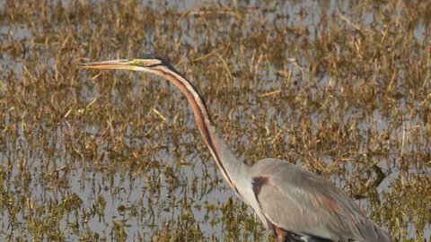 Purple heron or Ardea purpurea close up and panning shot moving for hunt in wetland of keoladeo ghana national park or bharatpur bird sanctuary rajasthan india