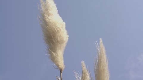 Detail of the pampas grass under a blue sky